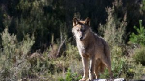 La Justicia europea contradice a Mañueco y sentencia que la caza del lobo ibérico en Castilla y León es ilegal