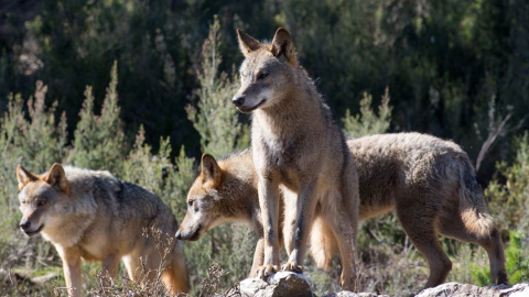 Lobos ibéricos