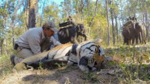 Translocaciones de animales en los cinco continentes