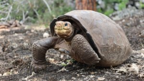 Se buscan parientes de Fernanda, la tortuga de Galápagos que se creía extinta