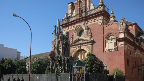 El ficus de San Jacinto, cuando fue talado.