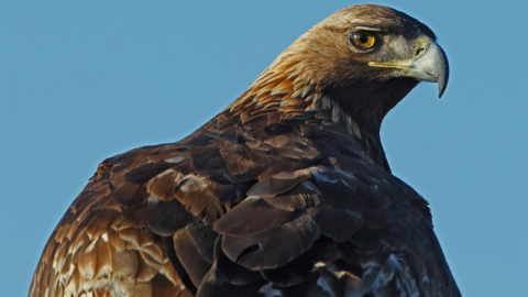 Águila imperial ibérica