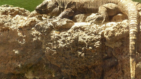 Lagarto gigante de El Hierro