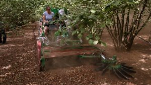 La sequera extrema al Camp de Tarragona posa al límit la collita de fruita seca