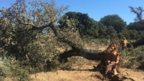 Ecologismo de emergencia - La mina de uranio de Berkeley, una amenaza evitable