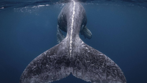 Una ballena jorobada en la isla Kumejima (Japón). Premio principal del concurso Travel Photographer of the year 2018. REIKO TAKAHASHI