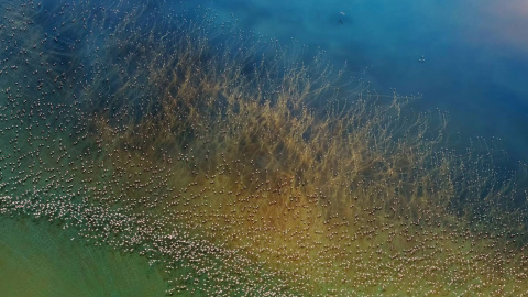 Miles de flamencos alzan el vuelo en el Lago Natron (Tanzania). Segundo premio (Naturaleza) del concurso Travel Photographer of the year 2018. HAO J./NATIONAL GEOGRAPHIC