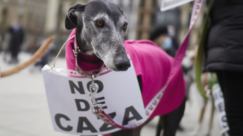 Un galgo con un cartel contra el uso de perros para cazar en una manifestación animalista en Pamplona, Navarra.