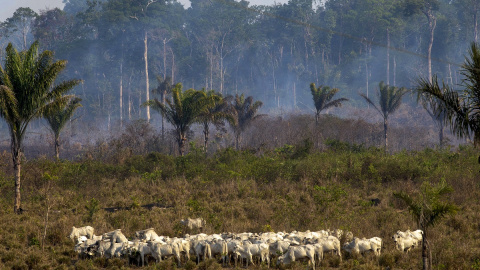 El ganado pasta junto a una zona quemada por un incendio en la selva amazónica, en el estado de Pará, Brasil.