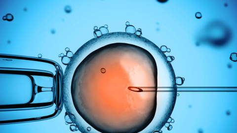 Ovúlo humano durante el proceso de fecundación 'in vitro'. / Fotolia