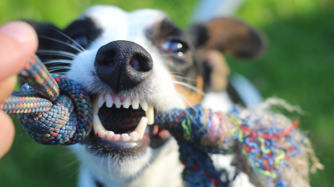 Perro jugando.