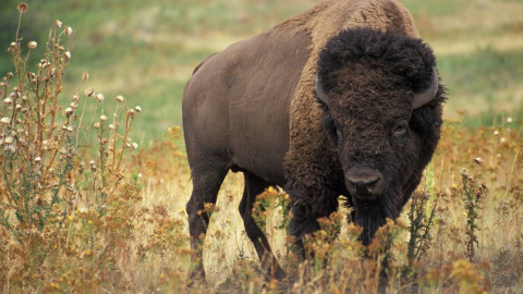 El bisonte americano (Bison bison) es un hospedador de vida silvestre susceptible a la enfermedad bacteriana brucelosis. El bisonte americano (Bison bison) es un hospedador de vida silvestre susceptible a la enfermedad bacteriana brucelosis.