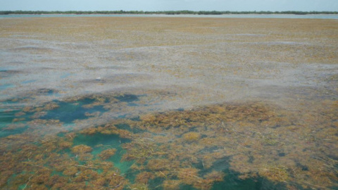 Detectan la mayor proliferación de algas del mundo. Brian Lapointe, Ph.D., Florida Atlantic University's Harbor Branch Oceanographic Institute