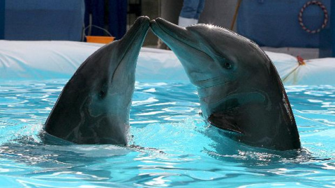 Los delfines llamados Tutti y Frutti participan en un espectáculo en Ciudad Pasig, este de Manila (Filipinas).