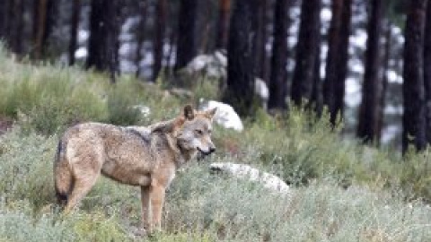 El lobo en Galicia, en el punto de mira