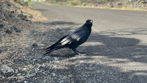 Aves desorientadas por el olor a azufre en La Palma.