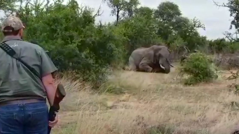 Así se mata a balazos a un elefante pagando por el puro placer de verlo morir