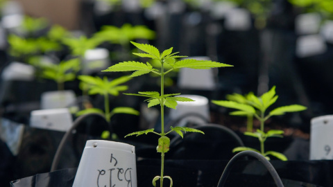 Una plantación de cannabis dentro de un invernadero de la Universidad Federal de Vicosa, en el estado de Minas Gerais, Brasil. REUTERS / Washington Alves