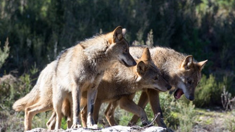 Varios lobos ibéricos del Centro del Lobo Ibérico en localidad de Robledo de Sanabria.