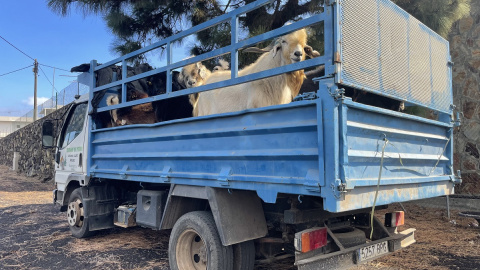 Un camión cargado de cabras para evacuar de la zona de Cabeza de Vaca, una de las más afectadas por la erupción del volcán de La Palma.