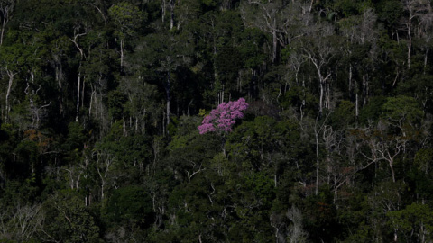 Los árboles crecen en el Amazonas en Apui, la región sur del estado de Amazonas /REUTERS (Bruno Kelly)