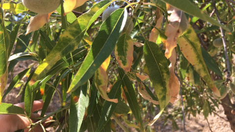 Irrupción en los campos valencianos de la xylella fastidiosa. La Unió