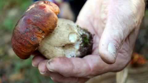 La mà d'un boletaire amb un cep