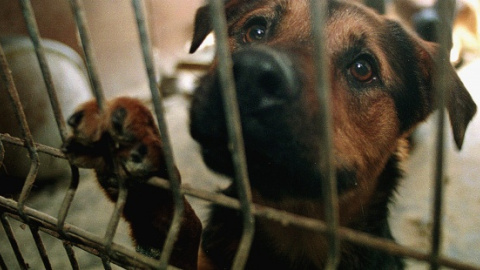 Fotografía de archivo de un perro en una protectora de animales. EFE