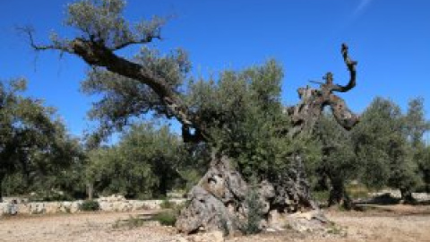 L’espoli d'oliveres: un negoci que s’emporta un patrimoni mil·lenari