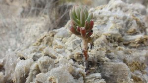 Golpe a la biodiversidad en el Mediterráneo hace 5,5 millones de años