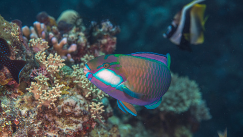 Un pez loro nada alrededor de la isla de Yadua, en Fiji.