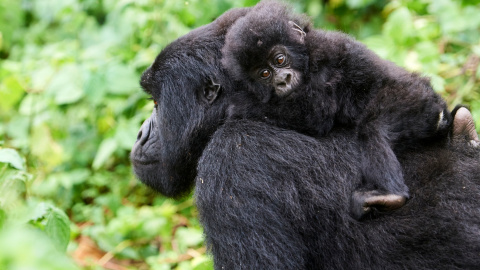 Una gorila lleva a su cría en brazos, en el Parque Nacional de Virunga, en la República Democrática del Congo.