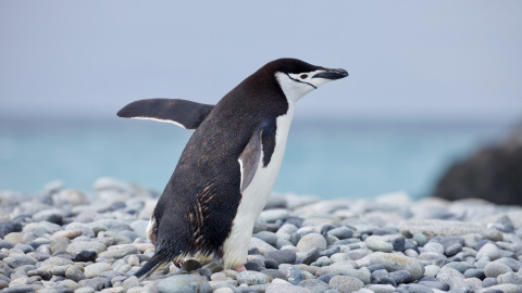 Un pingüino en la Antártida, a junio de 2018.