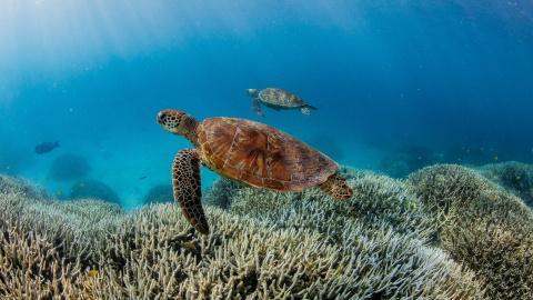 Varias tortugas en el Gran Arrecife de Coral, a 4 de febrero de 2024.