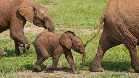 Una familia de elefantes en el Parque Nacional Dzanga-Ndoki, en la República Centroafricana.