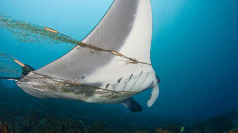 Una manta raya enzarzada en una red de pesca, en la Micronesia.