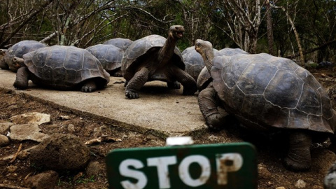 Tortugas gigantes de las Islas Galápagos. REUTERS/ Nacho Doce