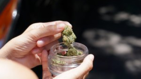 Cerca del 60% de las licencias para cultivar cannabis medicinal en España está en manos de capital extranjero