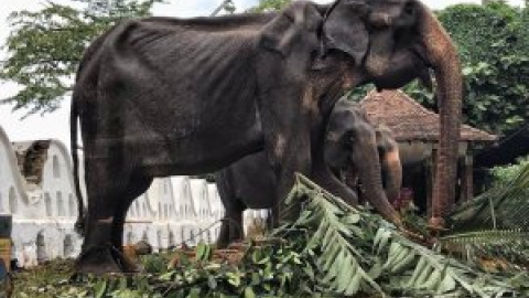 Muere 'Tikiri', una elefanta que fue esclava durante 70 años en Sri Lanka