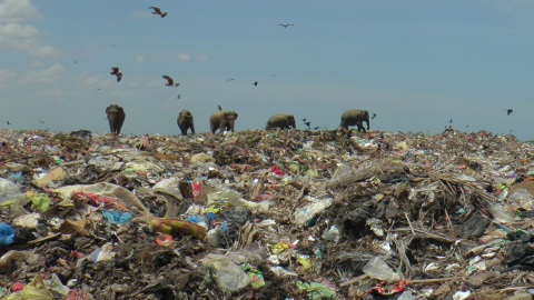 Elefantes salvajes en un vertedero de basura cerca de la ciudad de Ampara en Sri Lanka, 4 de octubre de 2020.