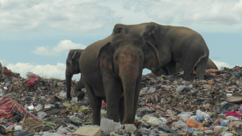 Elefantes salvajes en un vertedero de basura cerca de la ciudad de Ampara en Sri Lanka, el 4 de octubre de 2020.