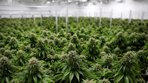 Plantas de marihuana en Smiths Falls (Ontario, Canadá). REUTERS/Blair Gable