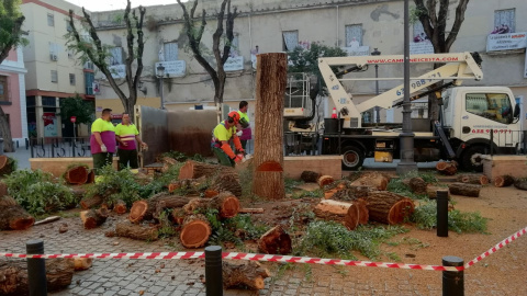 Trabajadores del Ayuntamiento de Sevilla cortan un árbol. RICARDO GAMAZA