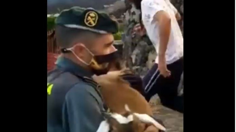 La Guardia Civil ayuda a evacuar a los animales en La Palma.