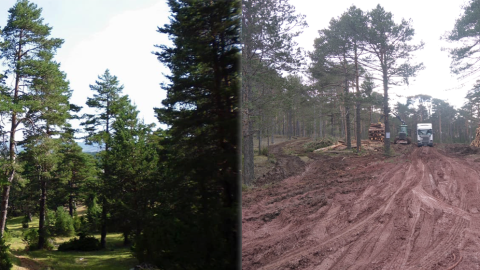 Paisaje de la Vega del Tajo en el término de Guadalaviar con 3 años de diferencia: antes y después del paso de las máquinas cosechadoras de pinos.