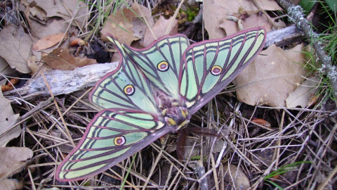 La mariposa isabelina (Graellsia isabellae) que vive de los Montes Universales tiene la categoría «De Interés Especial» en el Catálogo Nacional de Especies Amenazadas de España.