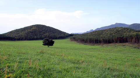 Un roure al mig del pla de Clarà on es projecta el nou embassament.