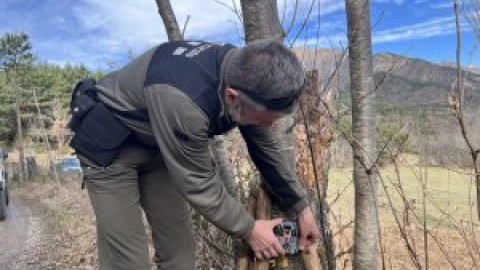 Un llop recorre més de 1.200 quilòmetres des d'Alemanya fins a l'Alta Ribagorça