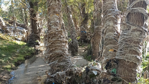 Tramo del arroyo de Valdebebas con árboles forrados por toallitas de papel higiénico secas.