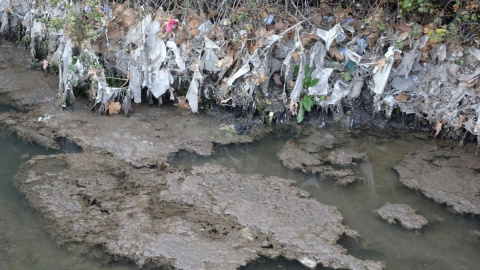 Cientos de toallitas quedan enredadas en las ramas de los árboles cercanos al río Jarama, en el Arroyo de Valdebebas, Madrid.